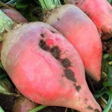 Буряк кормовий Рекорд Полі  -  /0,5 кг